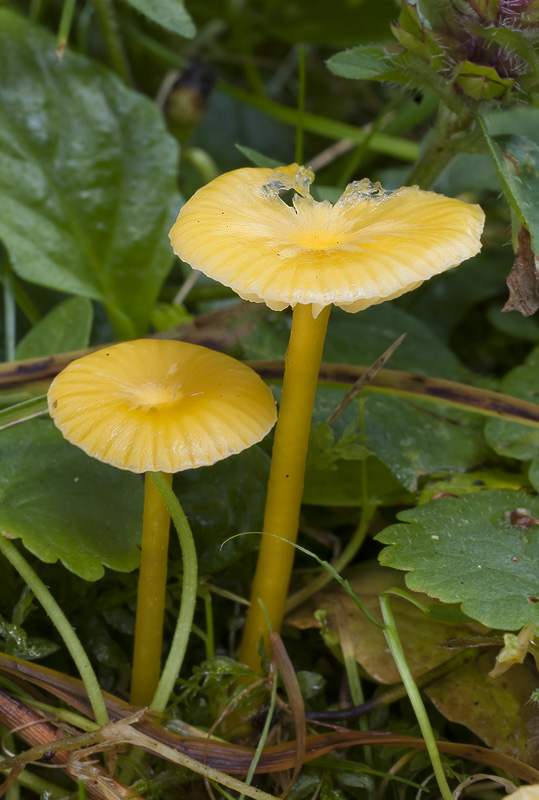 Hygrocybe glutinipes